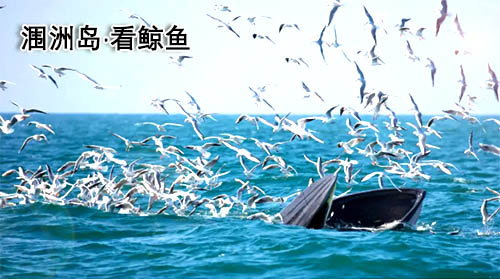 鄭州到北海旅游團(tuán)價(jià)格_路線